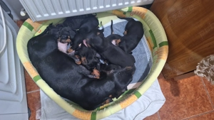 Vând pui de cățel teckel - imagine 3