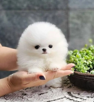 Pomeranian de vânzare