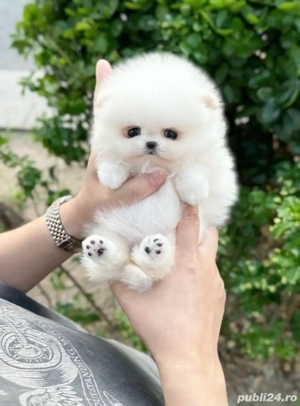 Pomeranian de vânzare