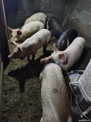 Vand purcei diferite marimi. tel:  