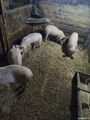 Vand purcei diferite marimi. tel:   - imagine 3