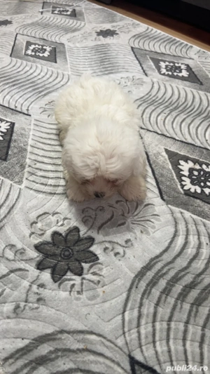 pui de bichon maltez