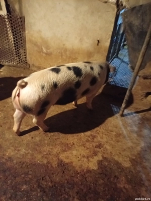 porc 110kg