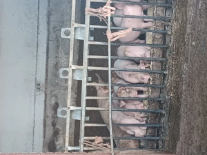 Purcei Pietren și Porci Grasi