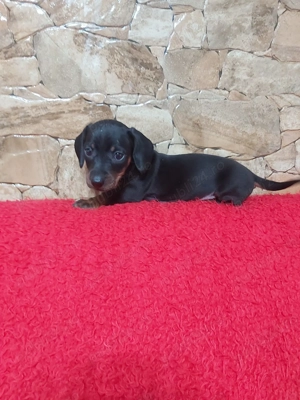 Pui teckel negru - imagine 2