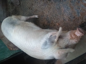 De vânzare grăsuni de la 25 la 50 kg.pretul este in funcție de mărime. - imagine 2