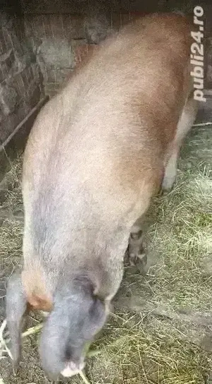 Vând porc  pentru Crăciun 