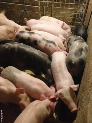 vând purcei și soldani. diferite mărimi 