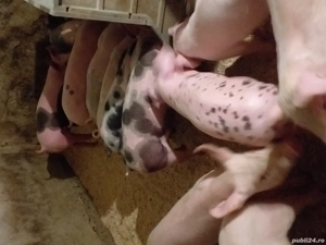 vând purcei și soldani. diferite mărimi  - imagine 3