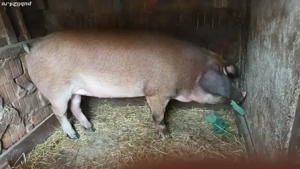 Vând porc  pentru Crăciun  - imagine 2