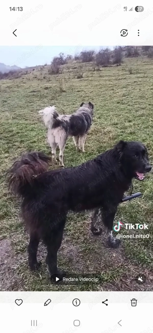 Disponibil Mascul Ciobănesc 