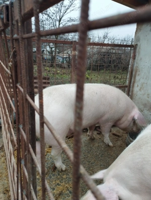 Vând porci 15 lei kg