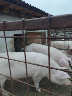 Vând porci 15 lei kg - imagine 2