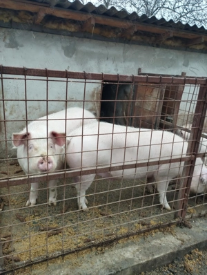 Vând porci 15 lei kg - imagine 3