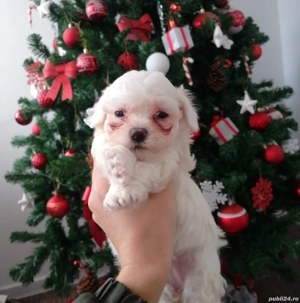  Pui Bichon malteze 