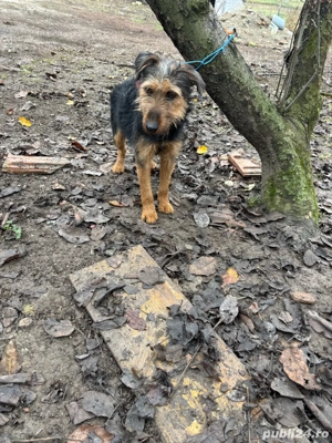 femela Jagdterrier - imagine 2