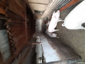 vand porc viu sau carcasa disponibila o jumate maine 19 dec. - imagine 3