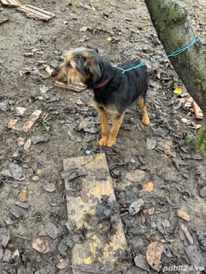 femela Jagdterrier - imagine 3