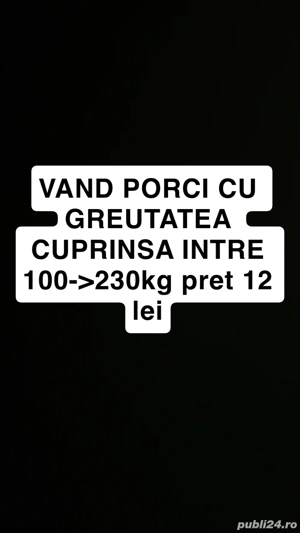 vand porci cu greutatea cuprinsa intre 100-250kg 