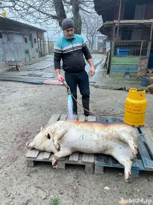 Porci de vanzare Calugareni-Giurgiu - imagine 5