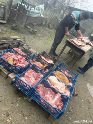 Porci de vanzare Calugareni-Giurgiu - imagine 4