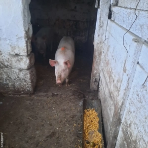 vînd porci de 85  kg - imagine 3