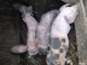 Vand purcei (10saptamani) - imagine 3