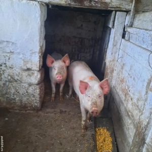 vînd porci de 85  kg - imagine 2