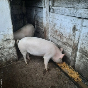 vînd porci de 85  kg