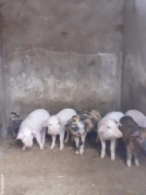 vand purcei - imagine 2