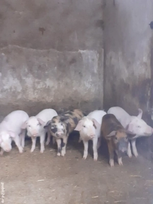 vand purcei - imagine 3