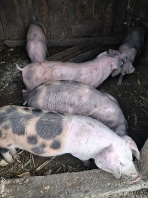 Vand purcei (10saptamani) - imagine 4