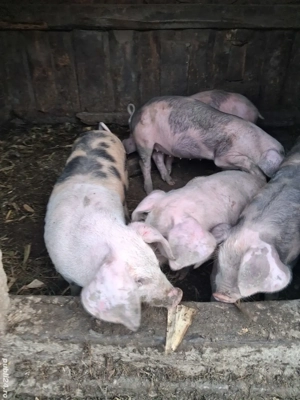 Vand purcei (10saptamani) - imagine 5