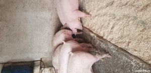 de vânzare  - imagine 3