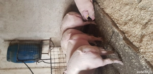 de vânzare  - imagine 5