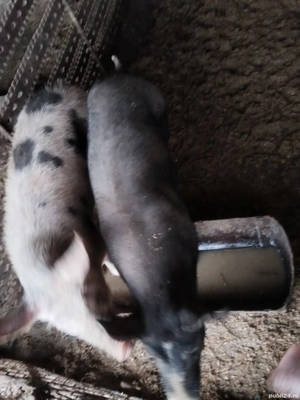 Vând suldani  - imagine 2