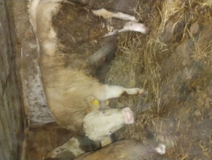 Vând taurii bălțat românească  - imagine 3