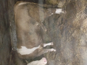 Vând taurii bălțat românească  - imagine 2