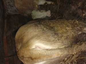 Vând taurii bălțat românească  - imagine 4