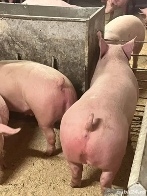 porci de carne ! - imagine 3