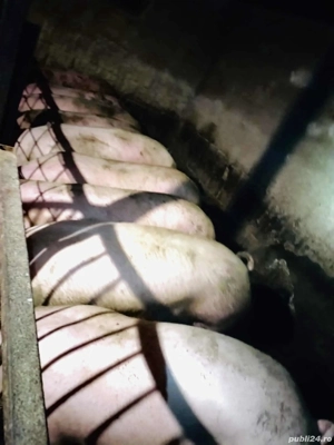 porci intre 140 si 170 kg
