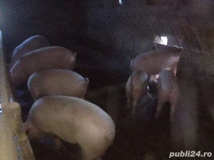 Porci de Casă. - imagine 2