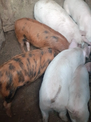 Purcei de vanzare  - imagine 2