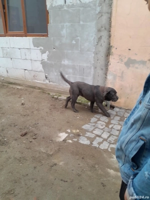 cane corso