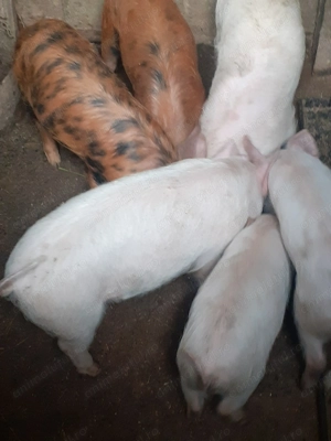 Purcei de vanzare  - imagine 3