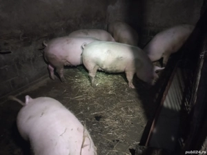 porci intre 140 si 170 kg - imagine 3