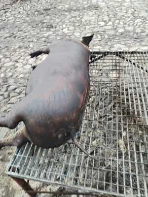 porci intre 140 si 170 kg - imagine 4