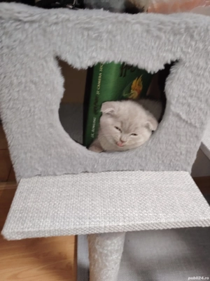 puiuti britisi - imagine 3