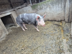 Vand Porc Gras - imagine 3