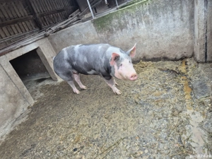 Vand Porc Gras - imagine 2